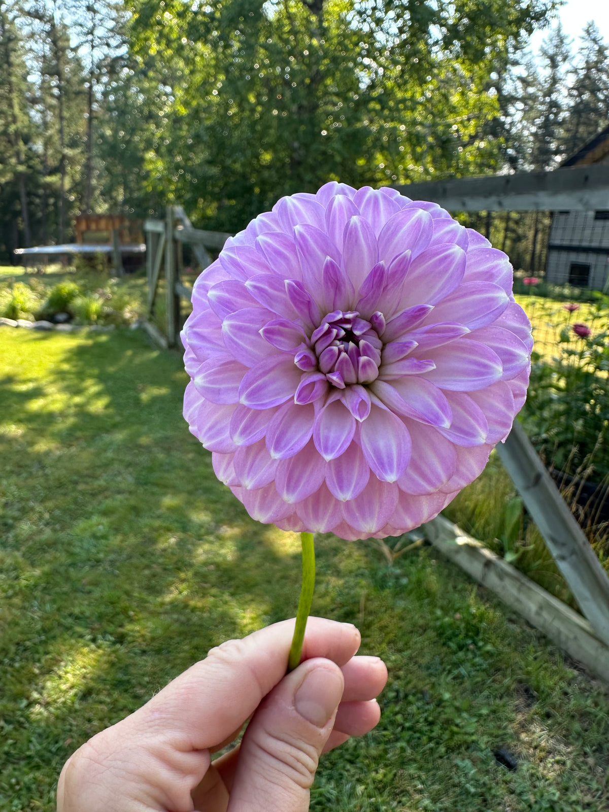 Dahlia Coorabell Zoe *CUTTING ONLY*