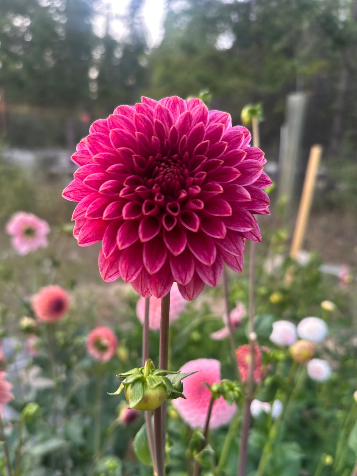 Dahlia SC Rosie Jo