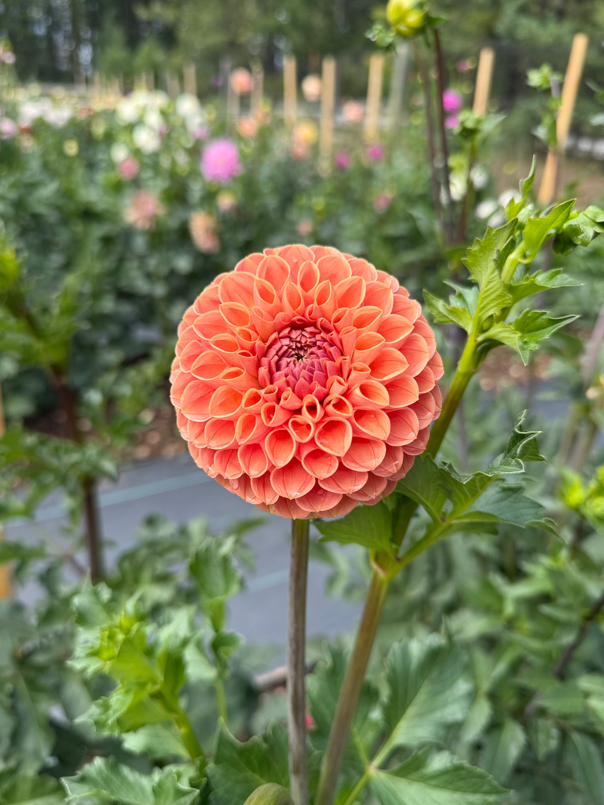 Dahlia Bee Hive