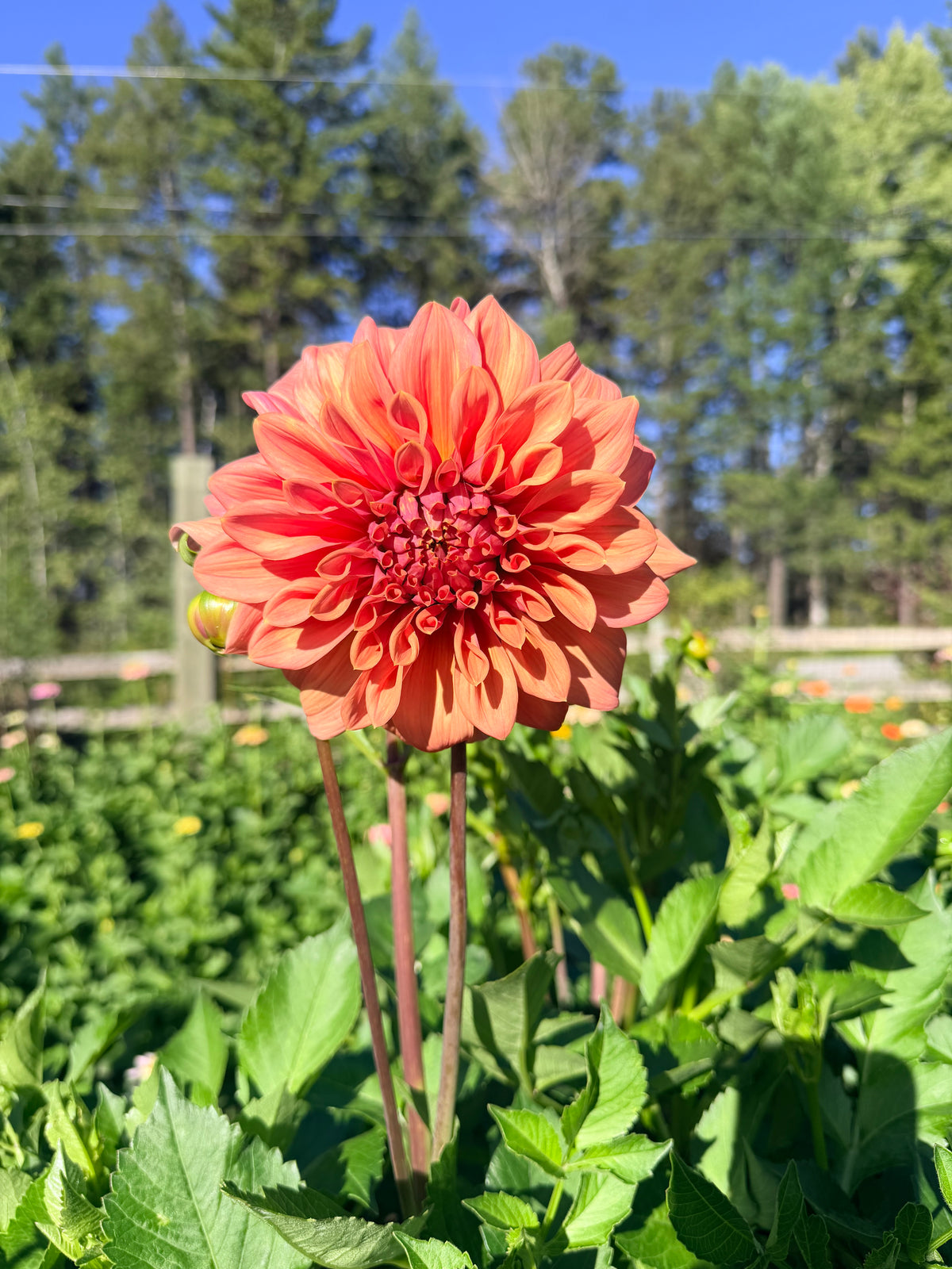 Dahlia Lileah Caramel Rose