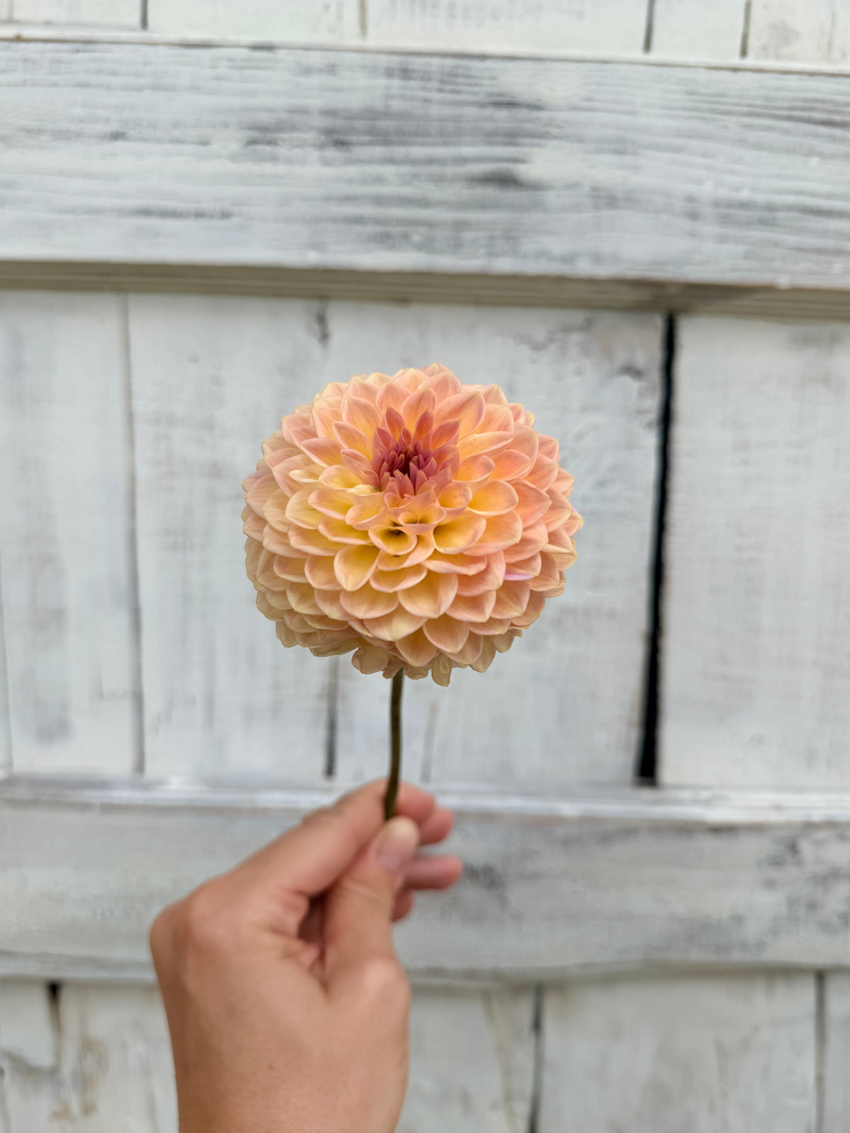 Dahlia La Corbiere