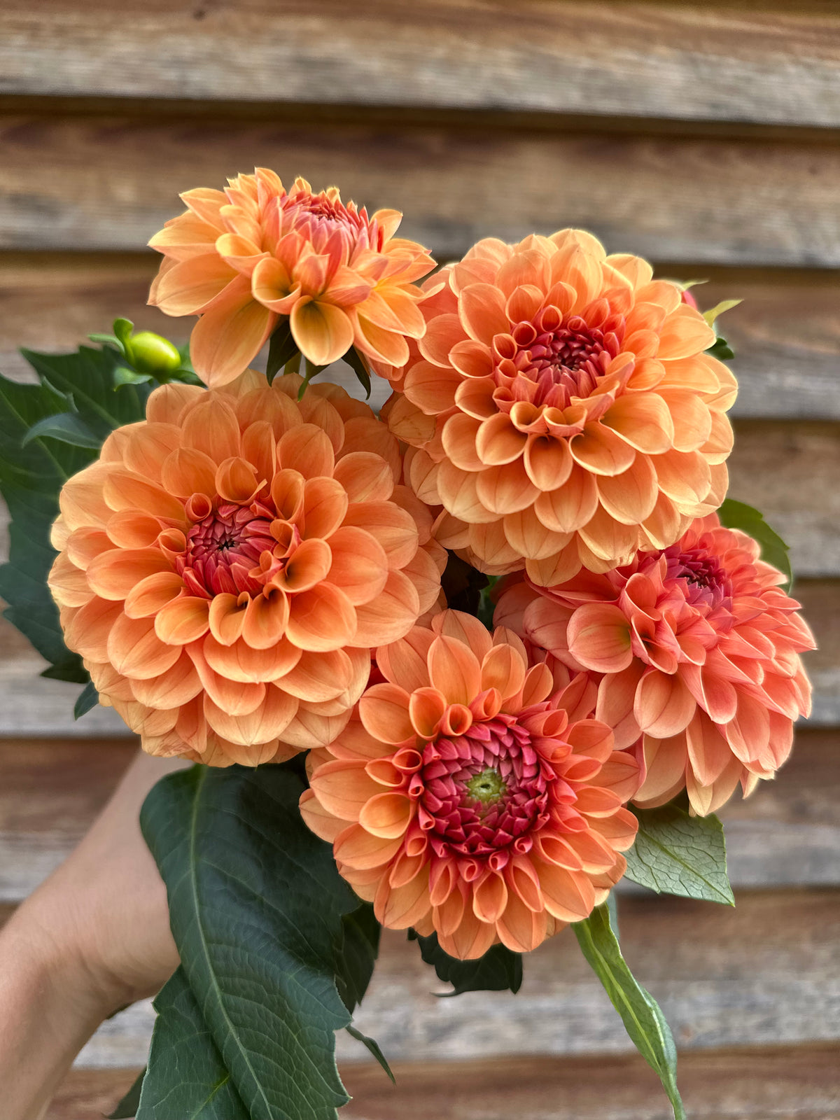 Dahlia SC Blood Orange