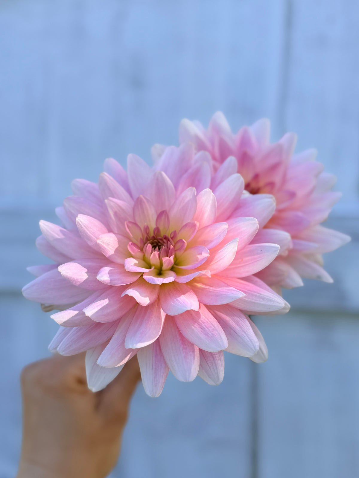 Dahlia Gerrie Hoek