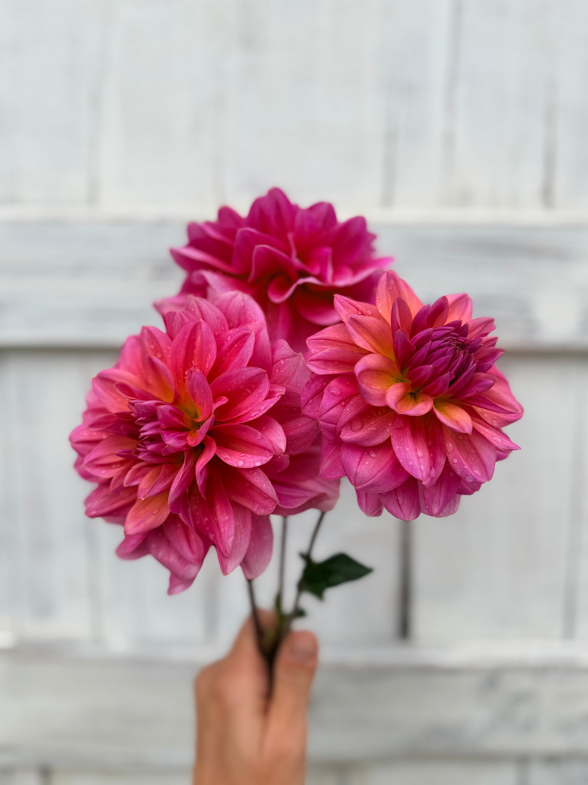 Dahlia Bracken Acquarius