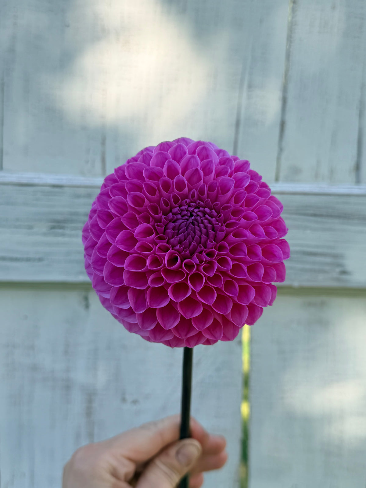 Dahlia 20th Ave for Mom