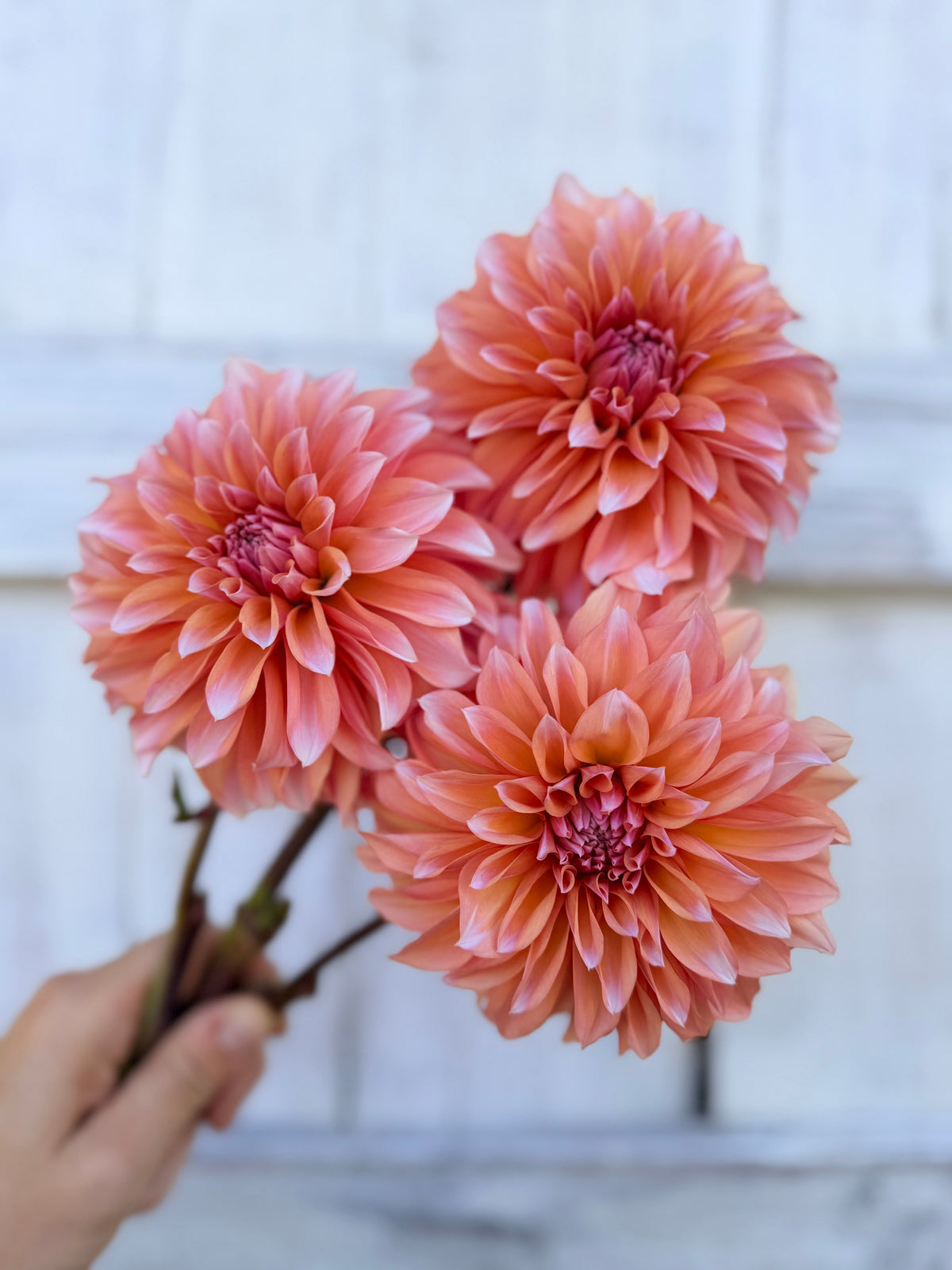 Dahlia RM Whirligig