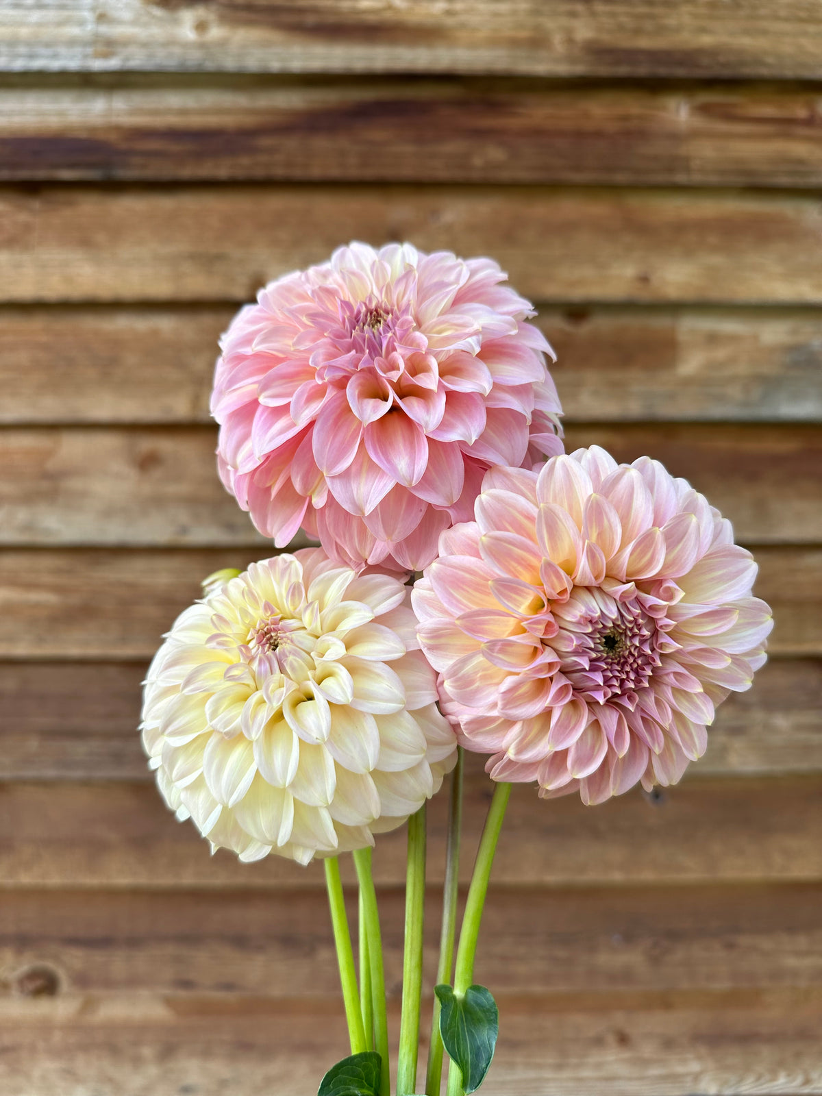 Dahlia Coorabell Jessie