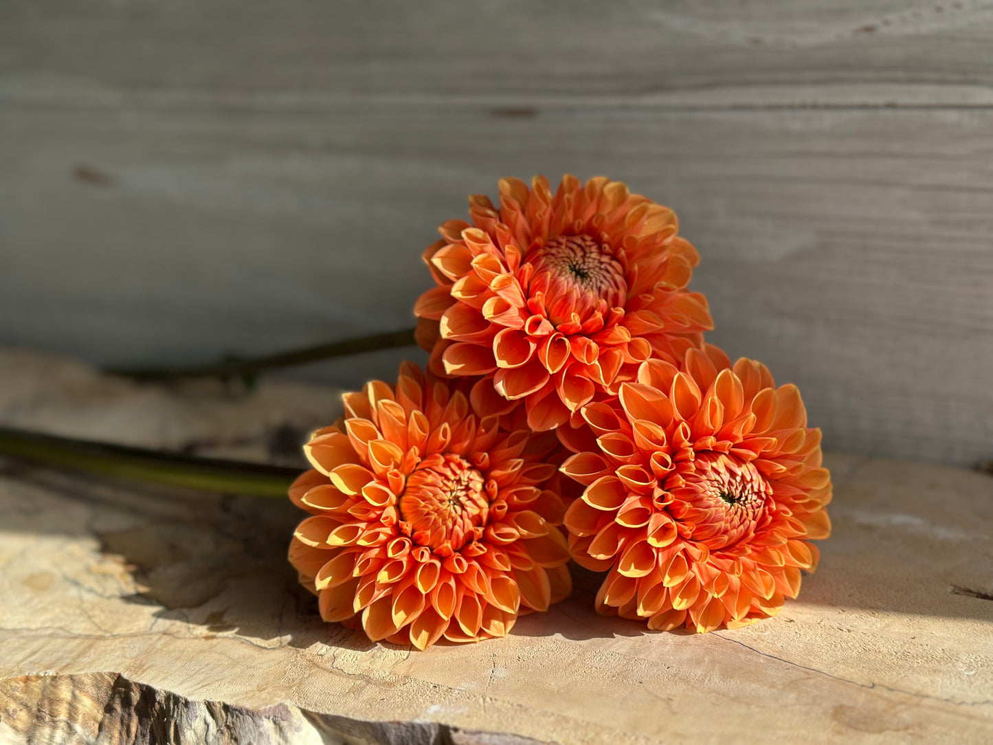Dahlia Maarn