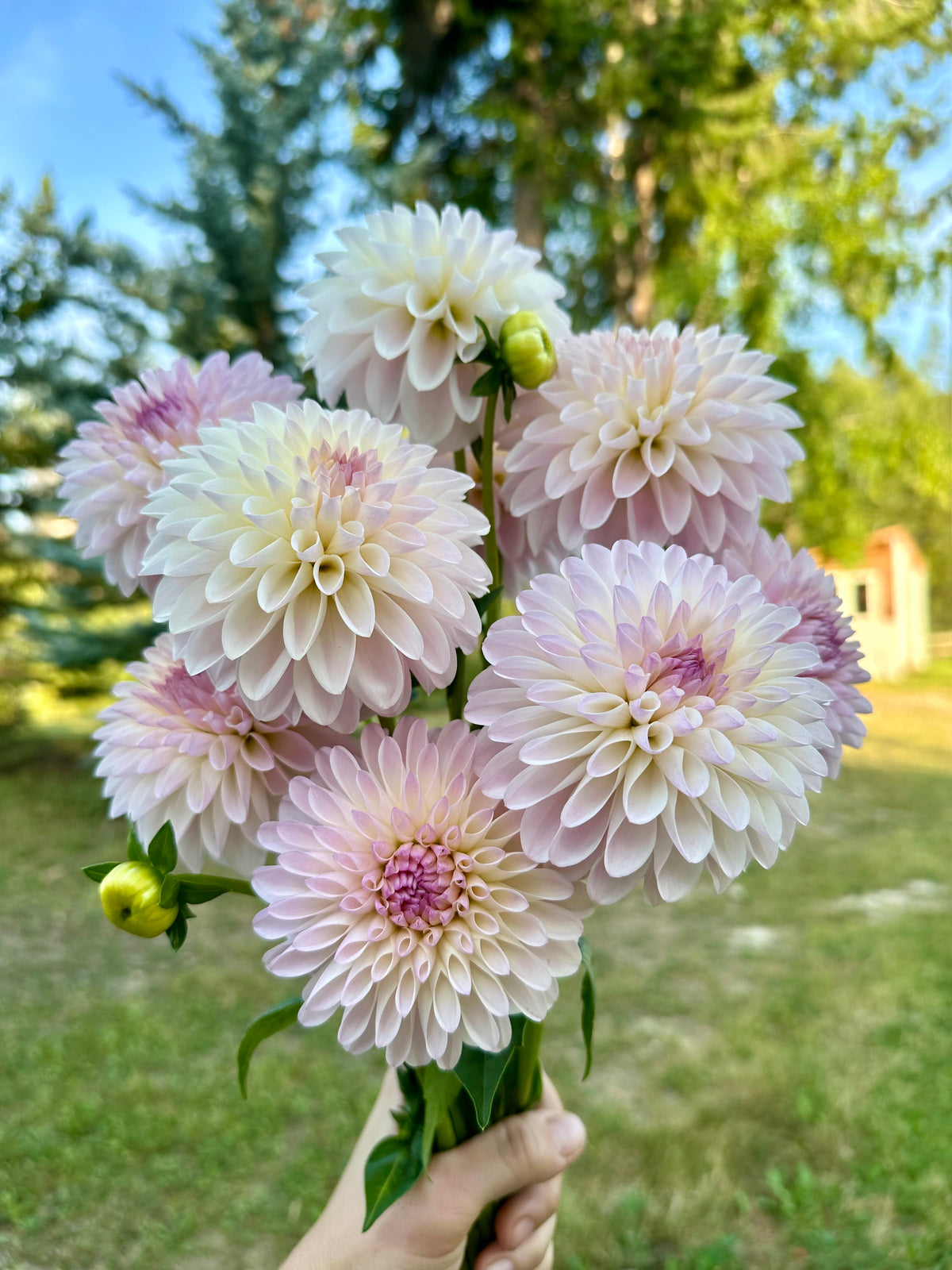 Dahlia Tahoma Stellar Feller