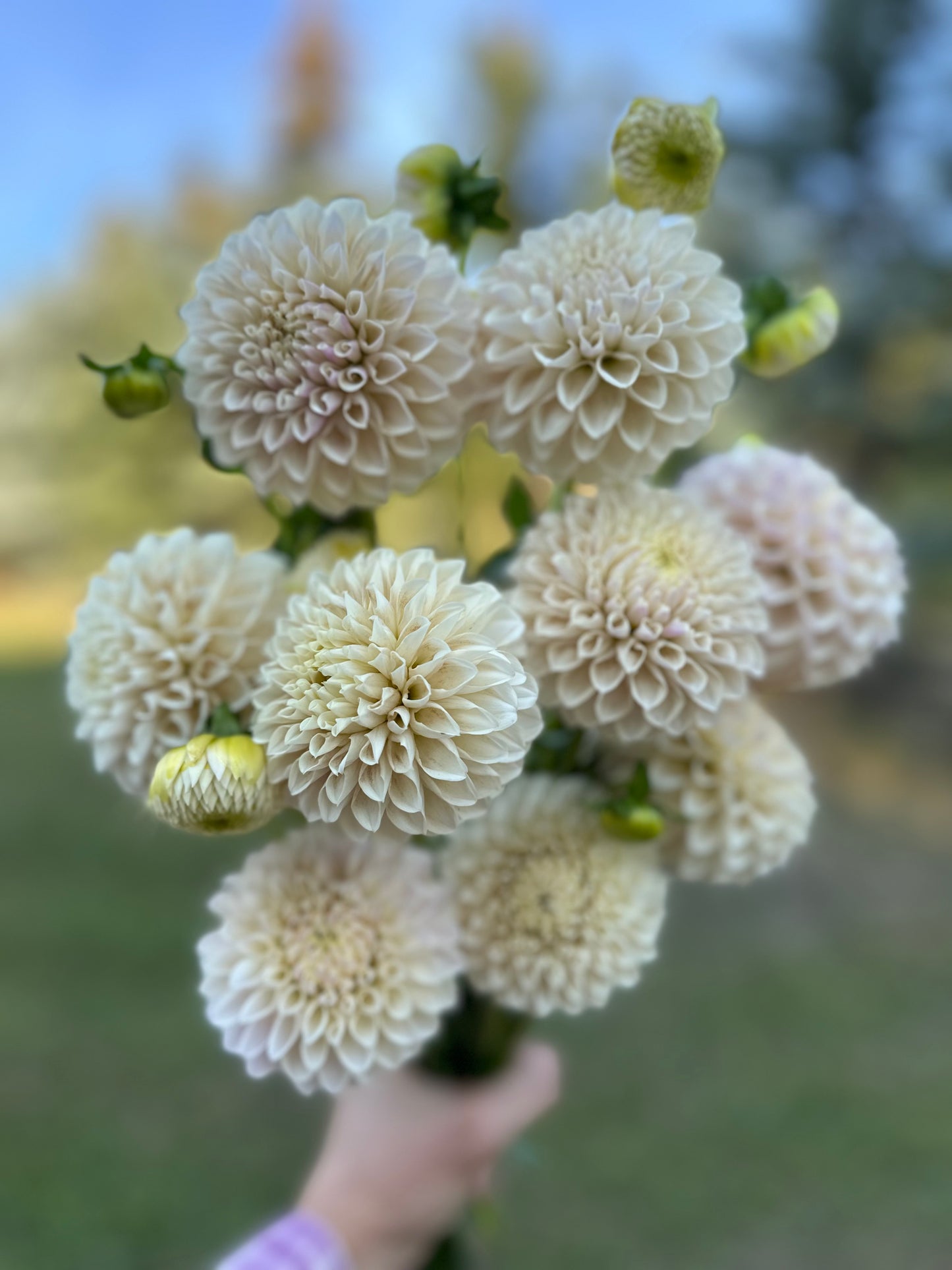Dahlia Tahoma Kelli