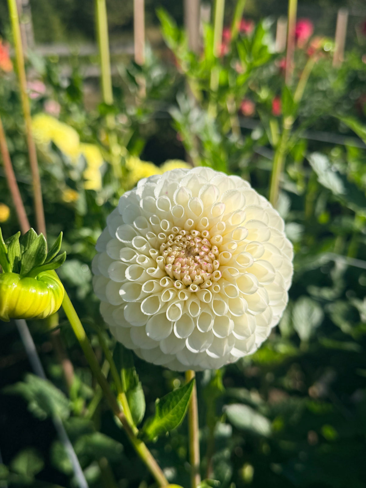 Dahlia 20th Ave Tradition