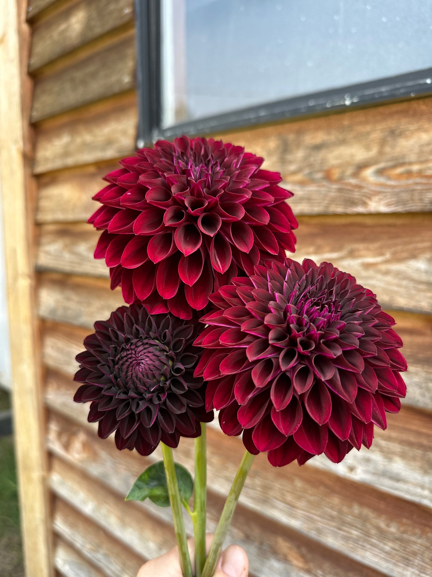 Dahlia Nighty Night