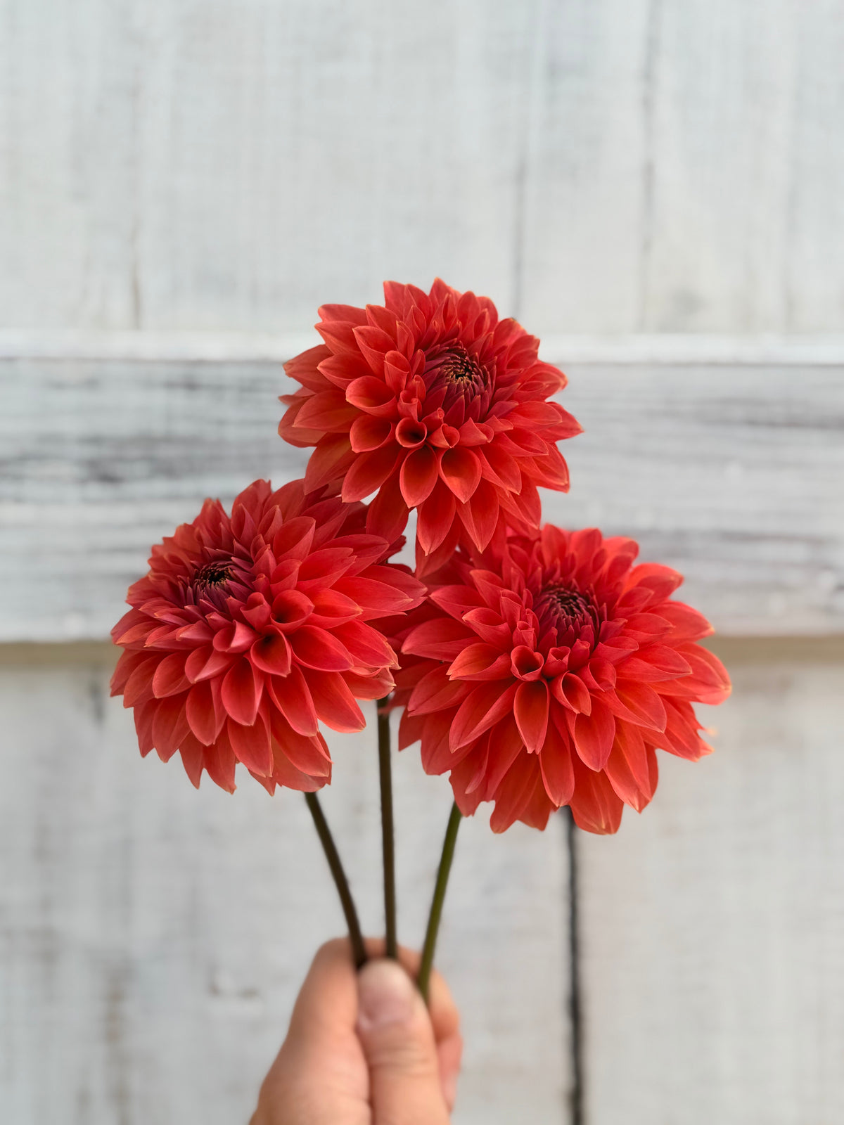 Dahlia Skeena Humpy