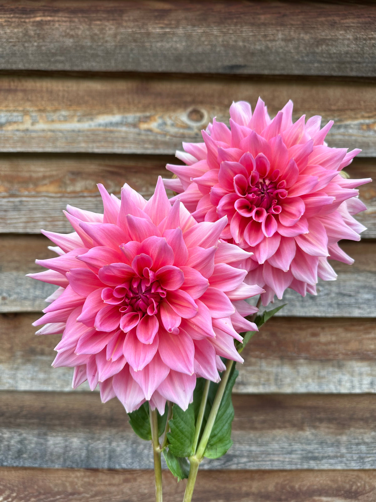 Dahlia Otto's Thrill