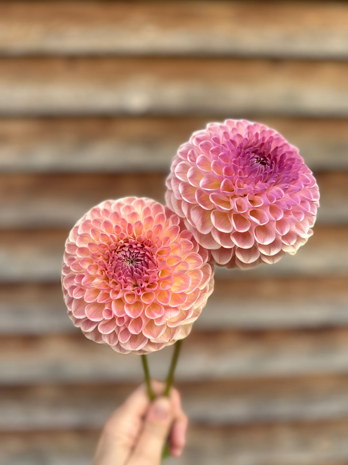 Dahlia Clearview Peachy