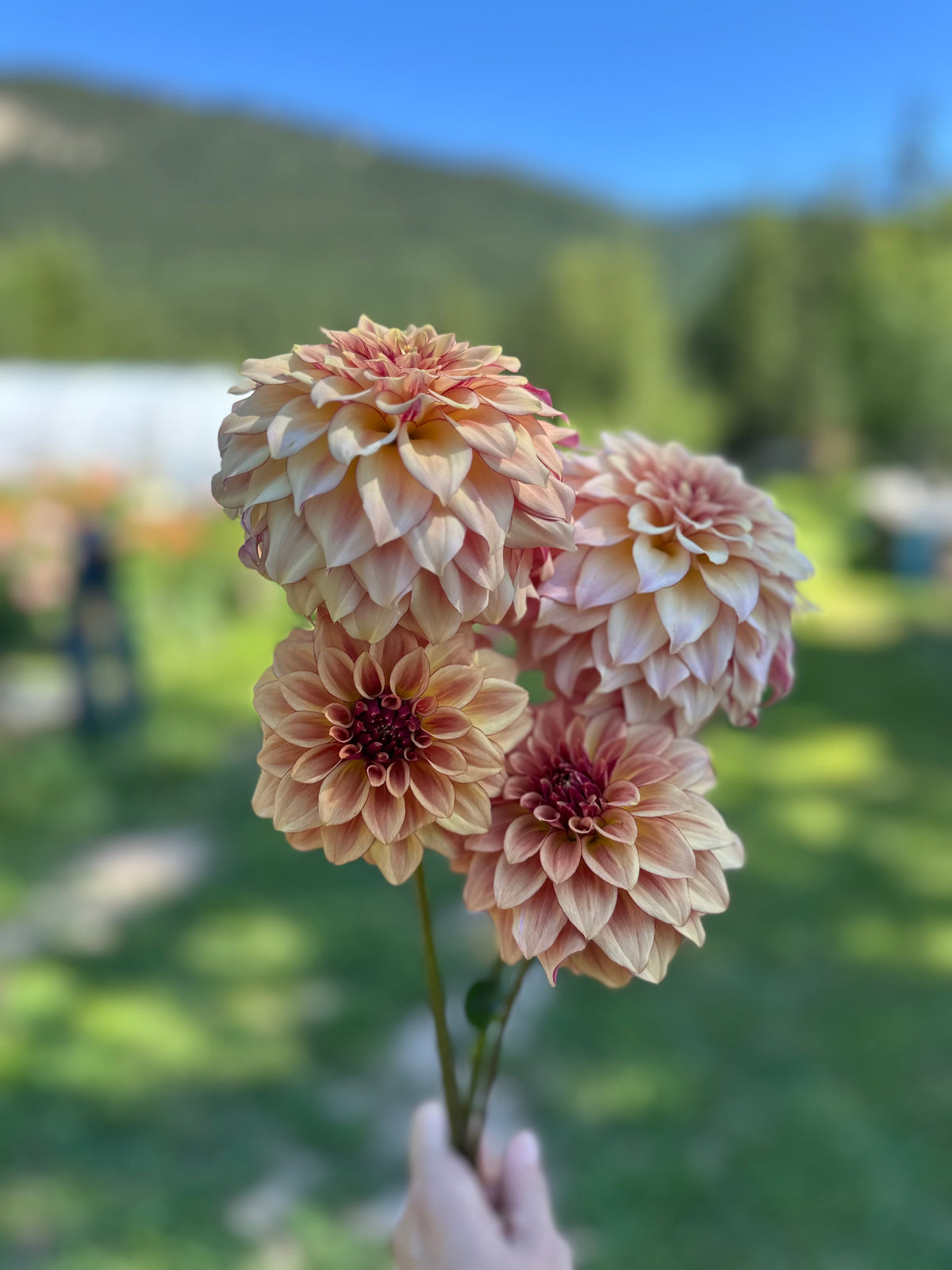 Dahlia SC Mocha Katie *CUTTING ONLY*