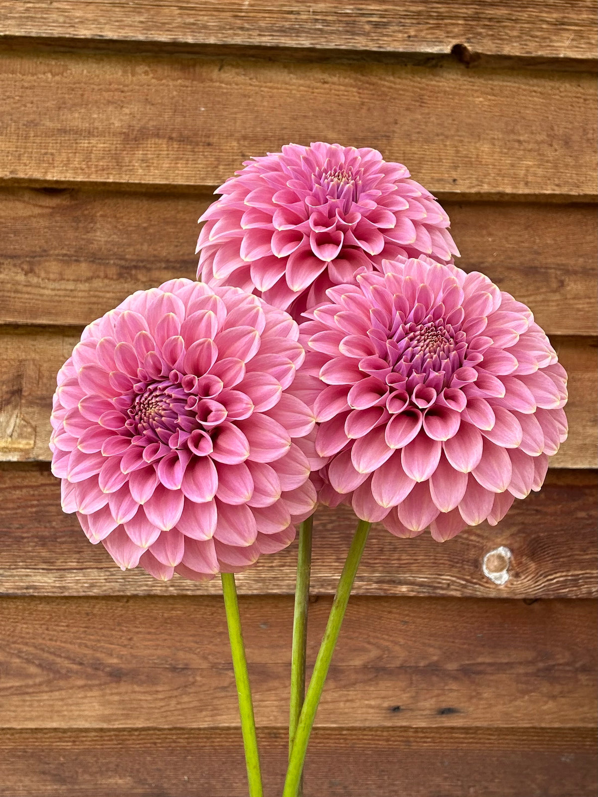 Dahlia Florelie Oracle