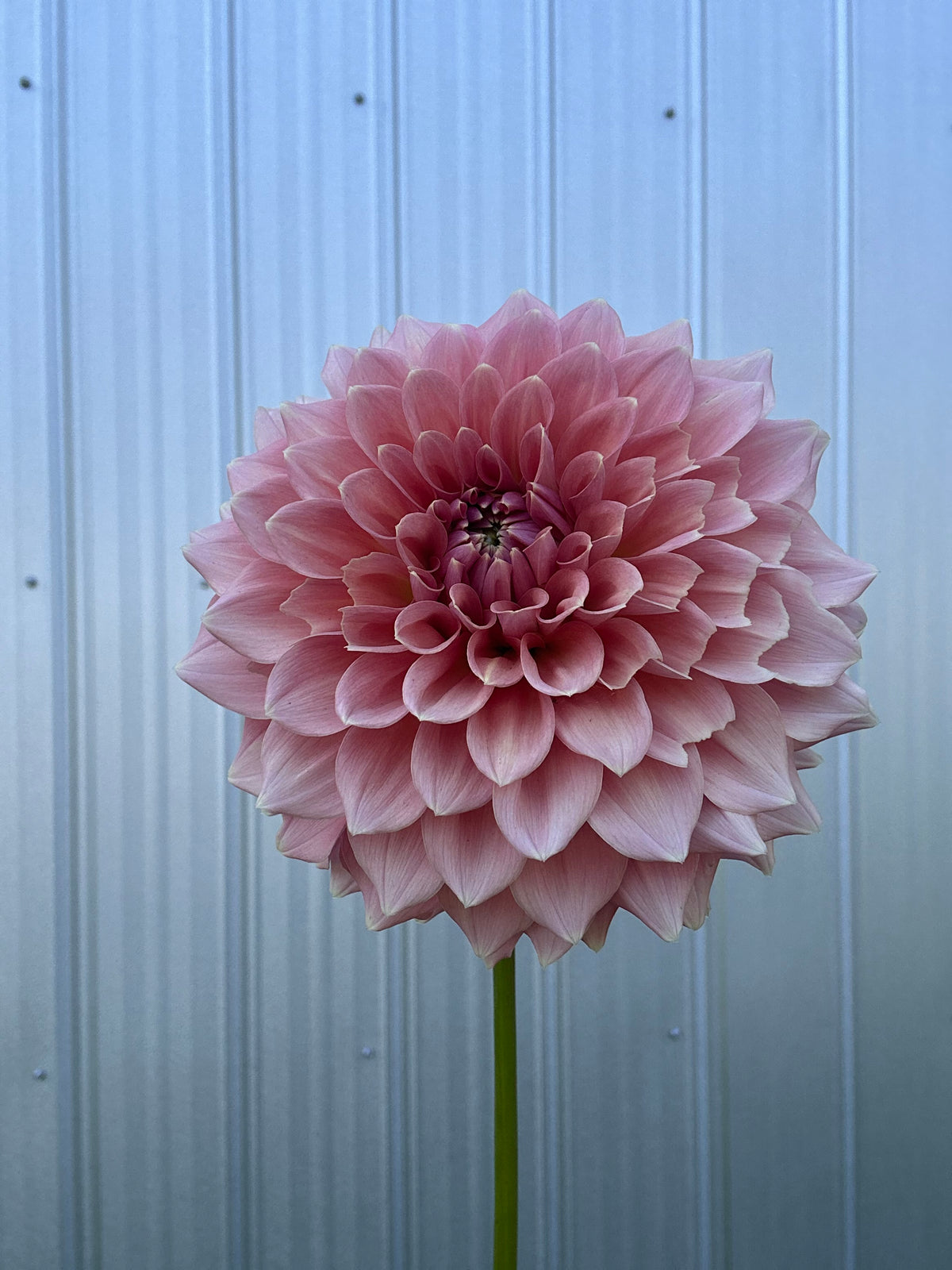 Dahlia Lee's Peachy Keen