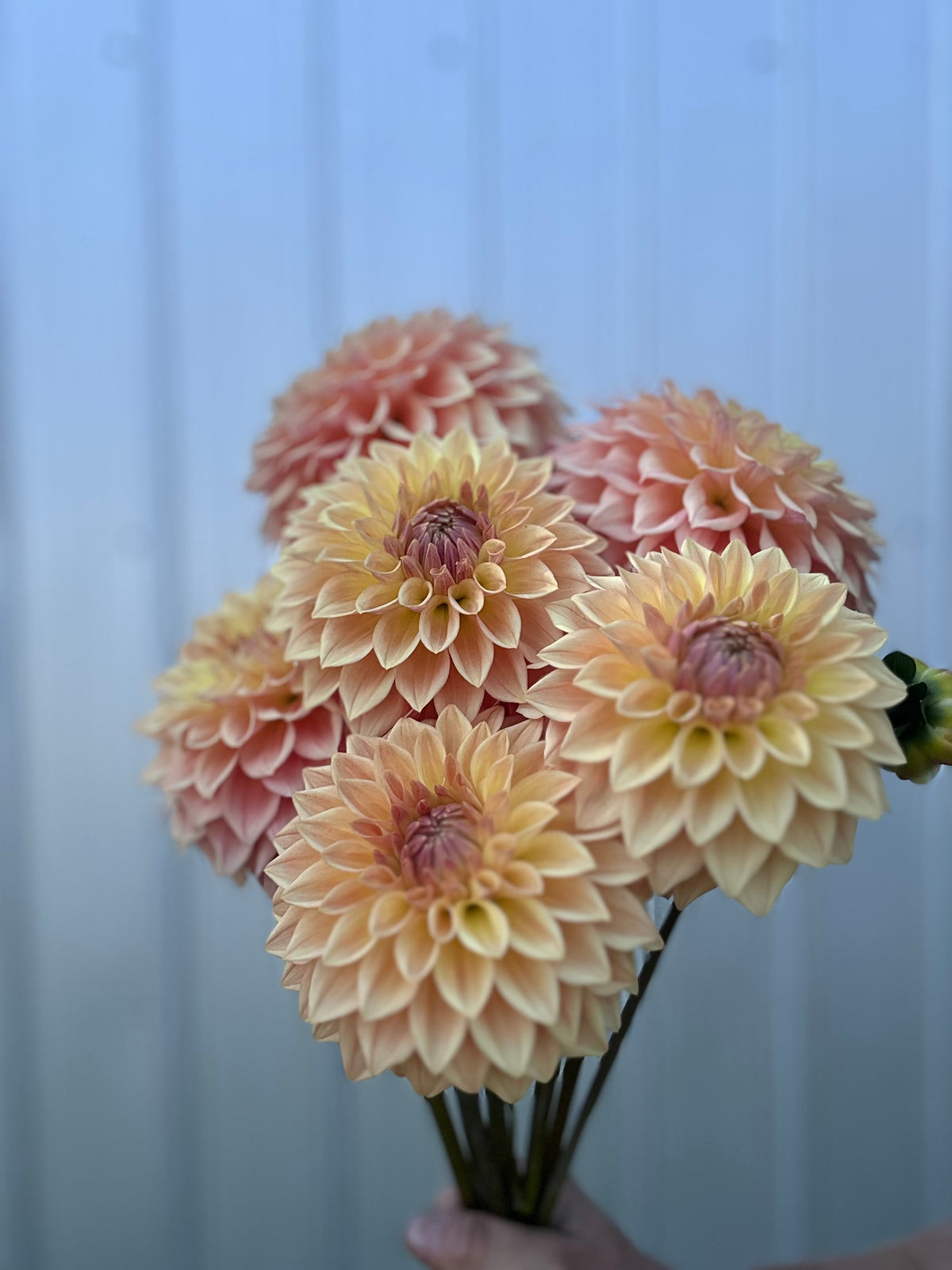 Dahlia Bloomquist Alan