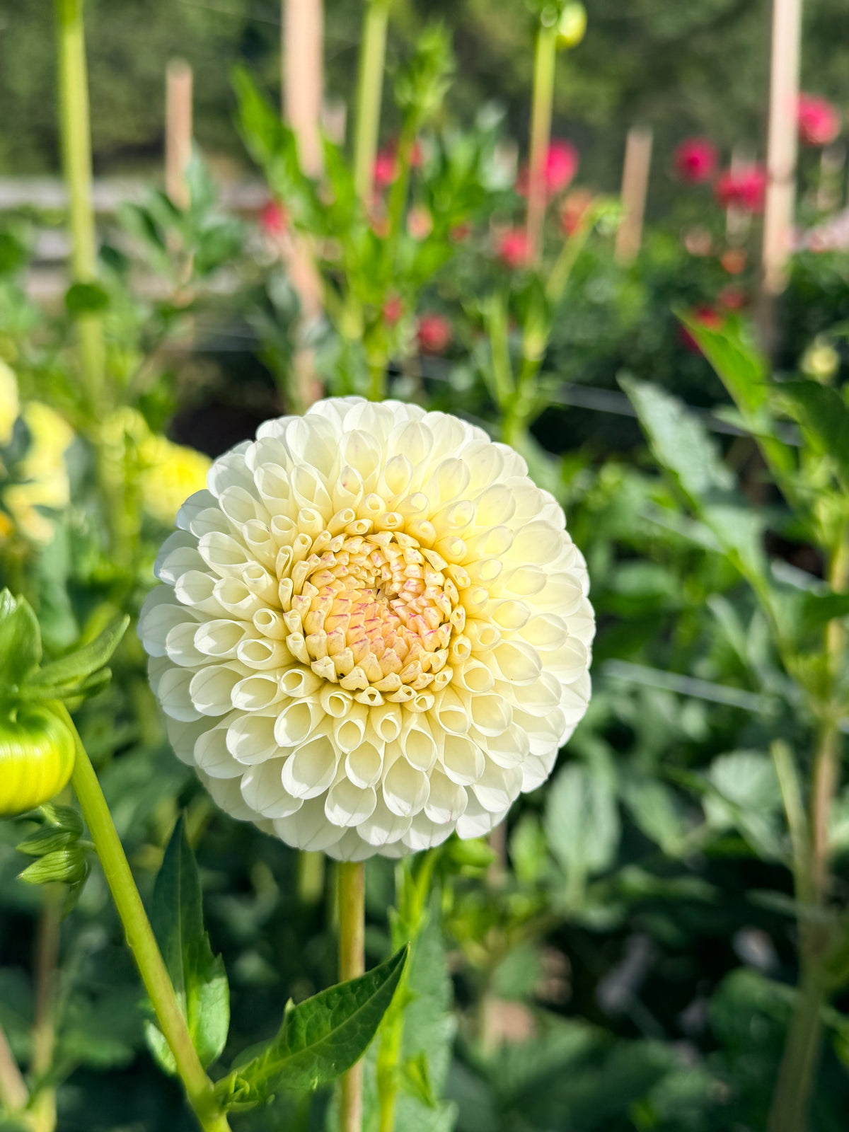 Dahlia 20th Ave Tradition