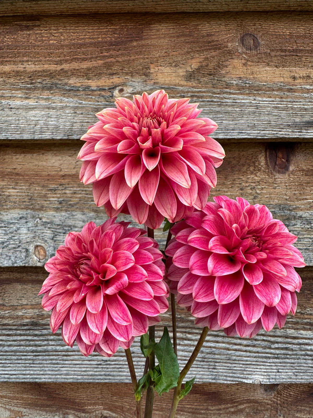 Dahlia SC Rosie Jo