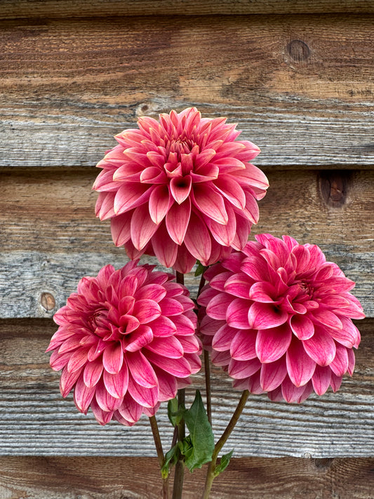 Dahlia SC Rosie Jo *CUTTING ONLY*