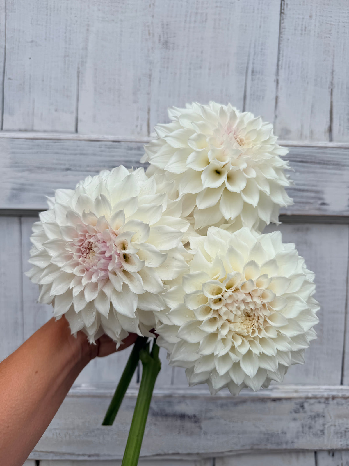 Dahlia SC Bella Luna