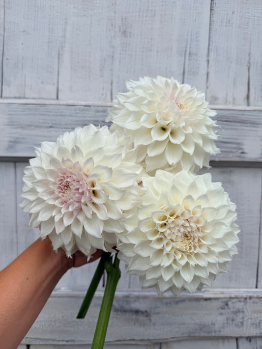 Dahlia SC Bella Luna