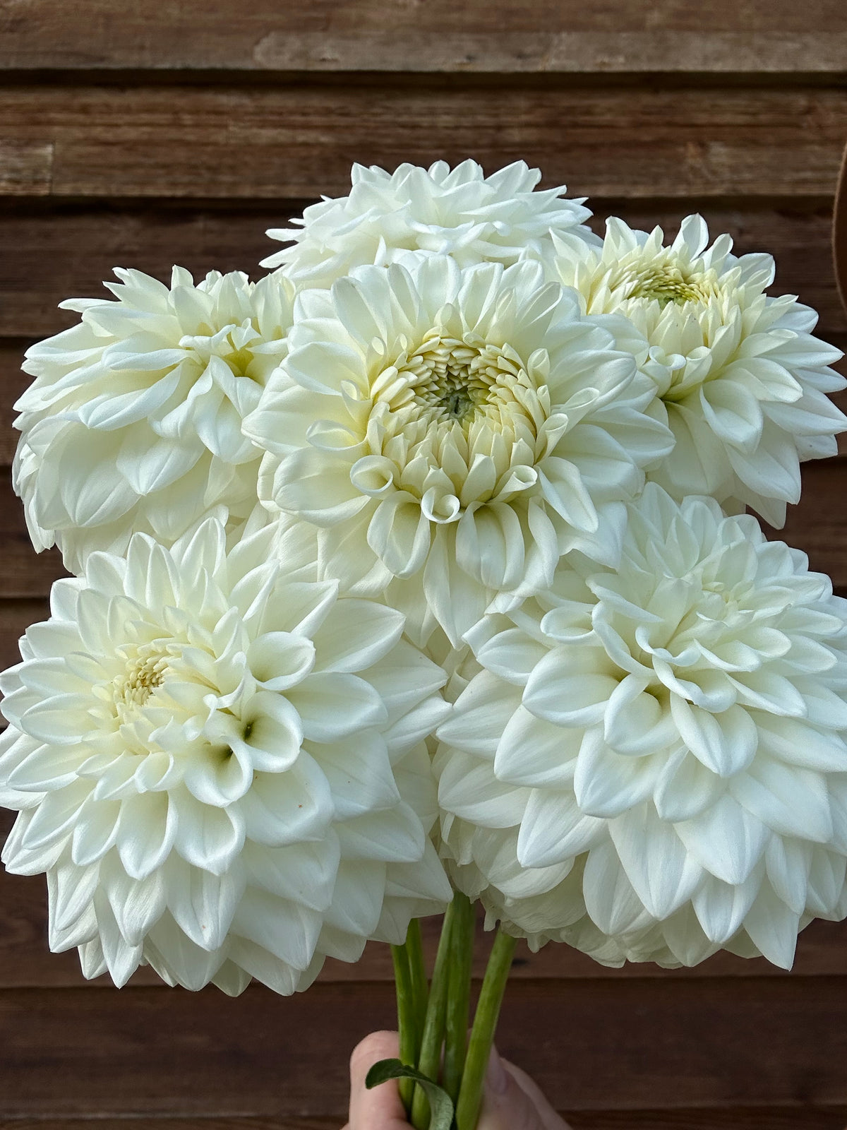 Dahlia Blizzard