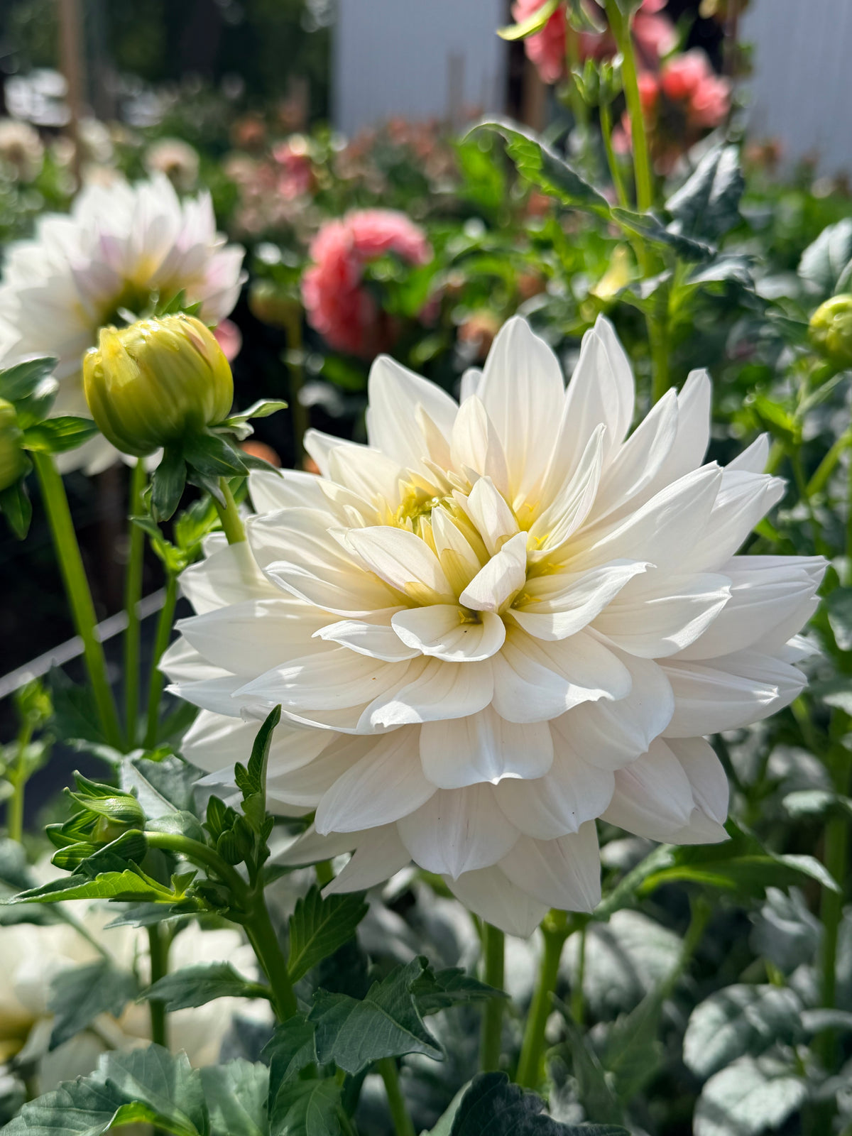 Dahlia Hollyhill Snow Queen