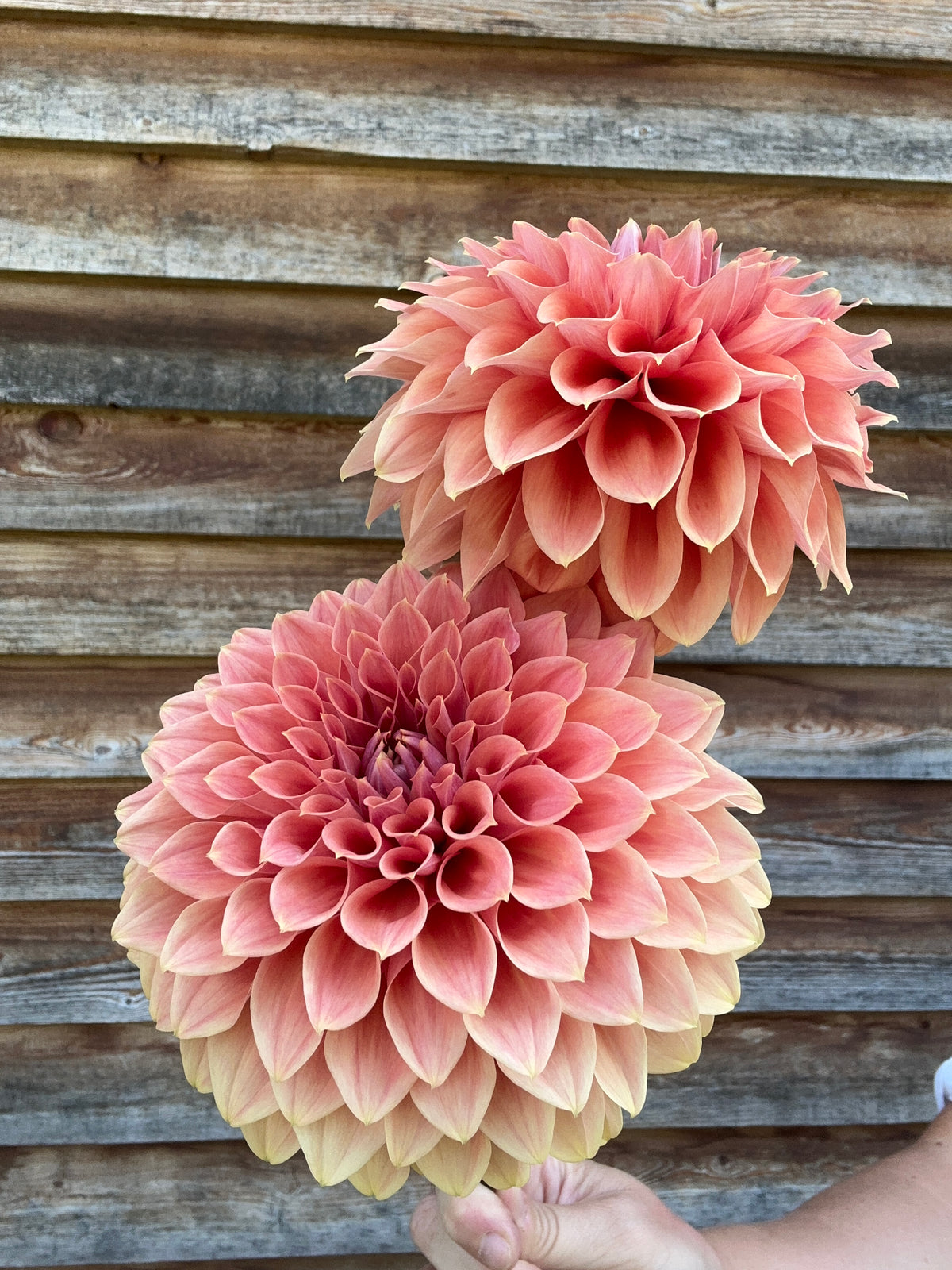 Dahlia Hy Patti