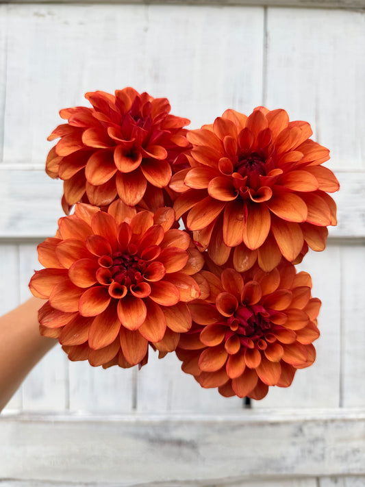 Dahlia Lee's Ember