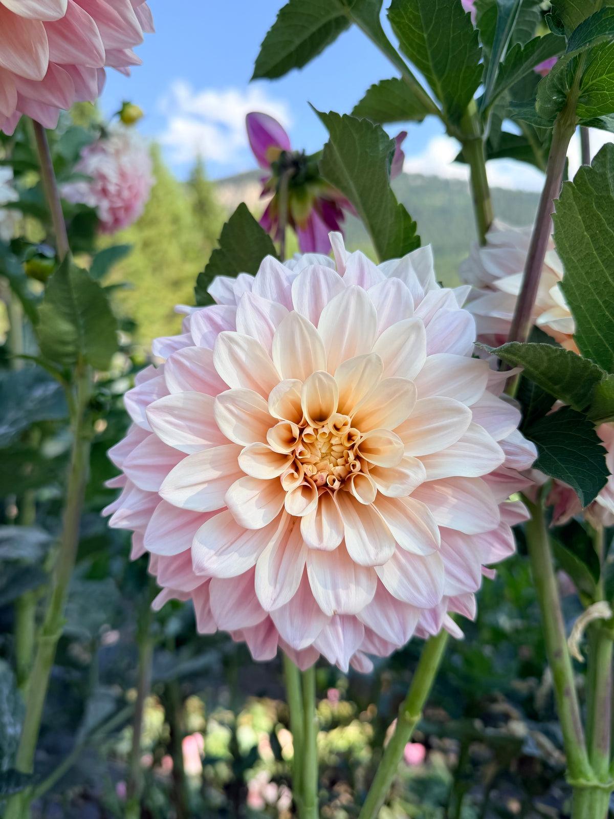 Dahlia Florelie Antique