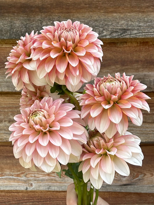 Dahlia SC Mocha Jo *CUTTING ONLY*