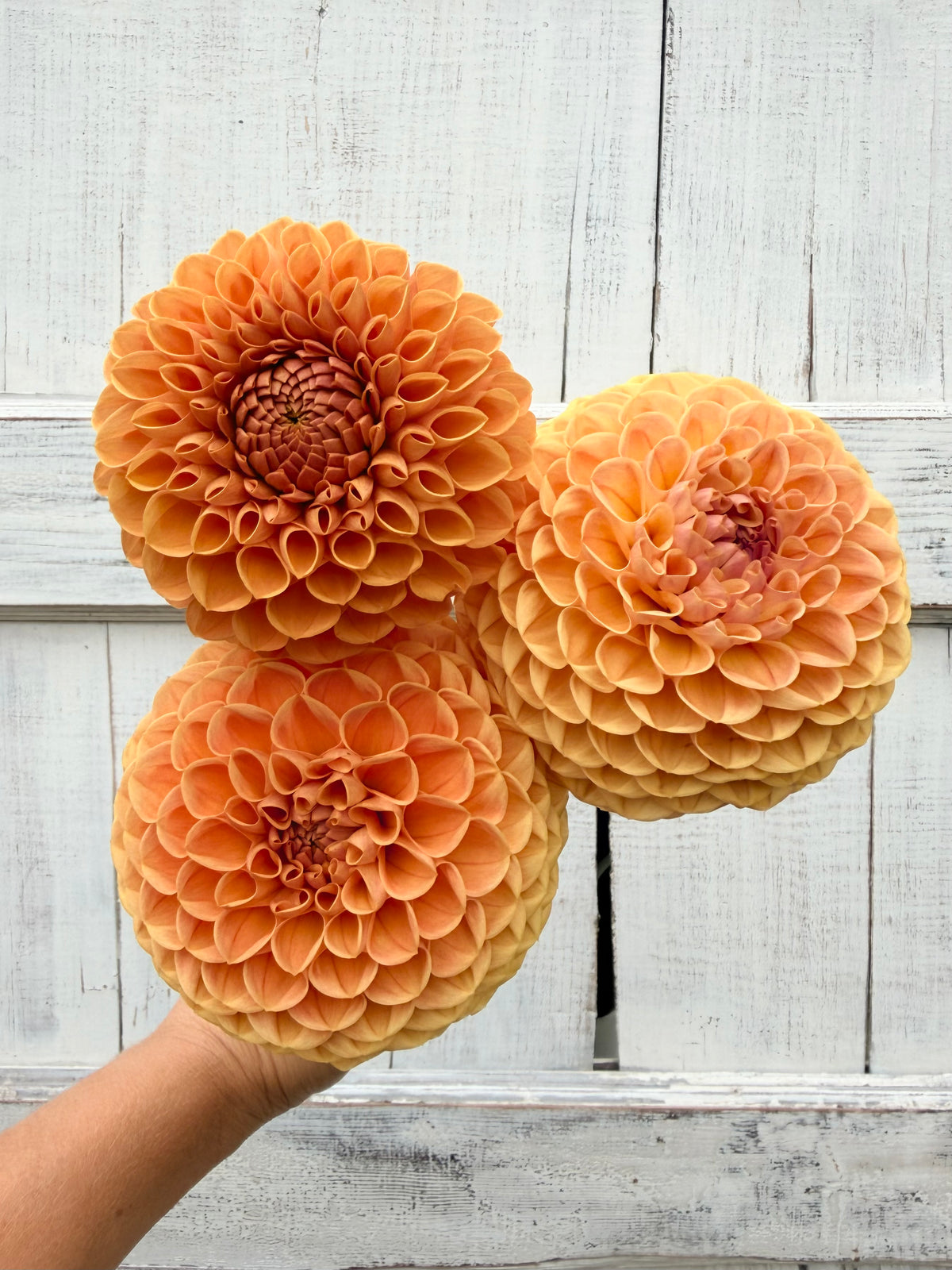 Dahlia Bee Hive