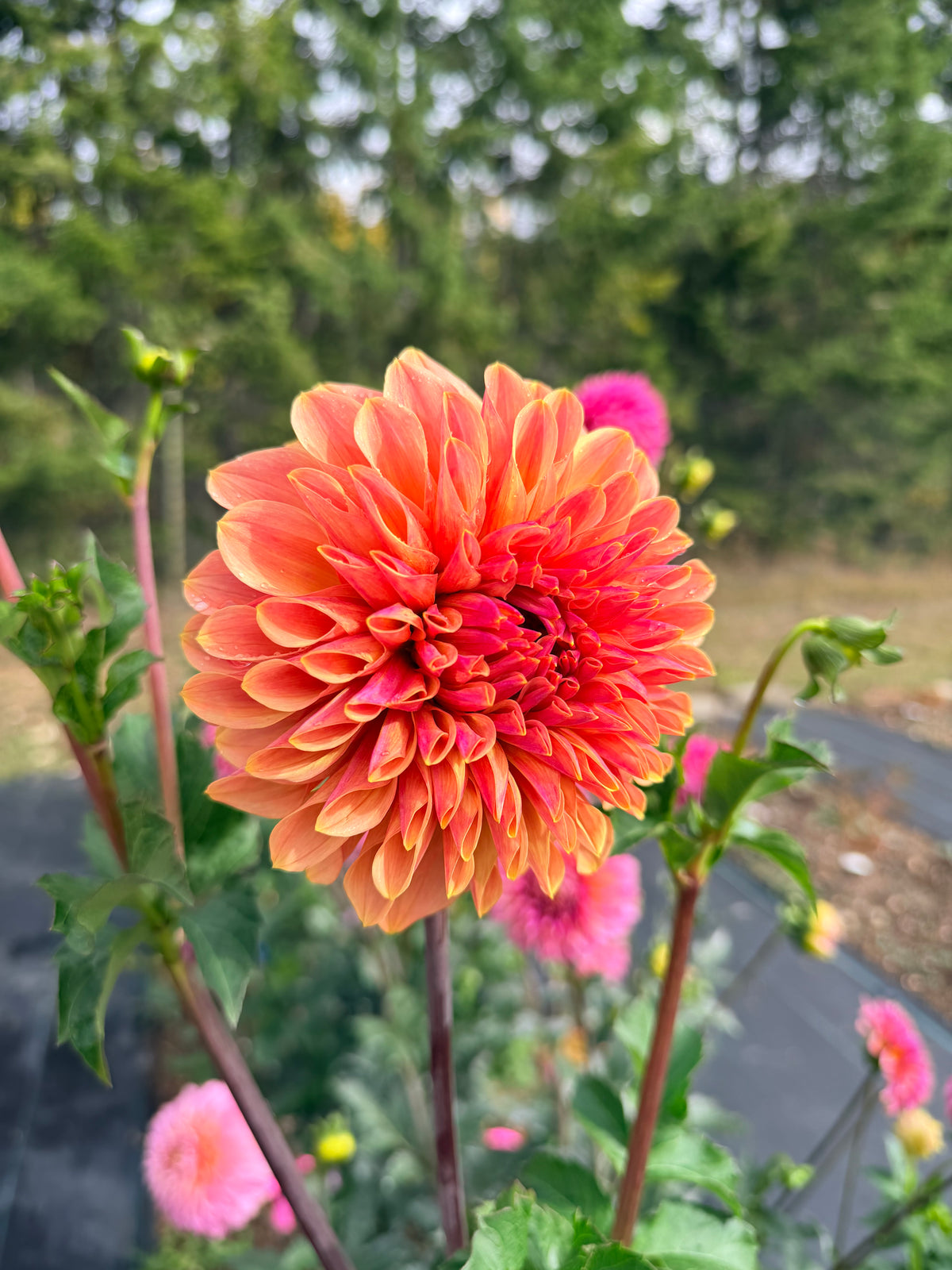 Dahlia Bloomquist Azalea