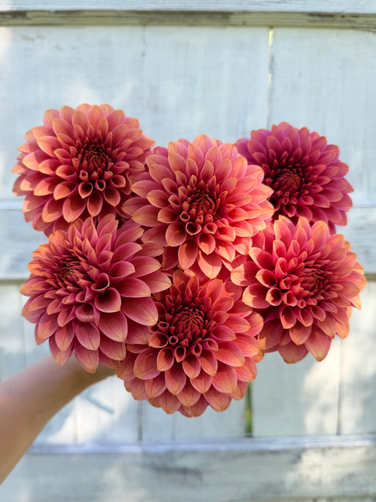 Dahlia SC Rosie Jo