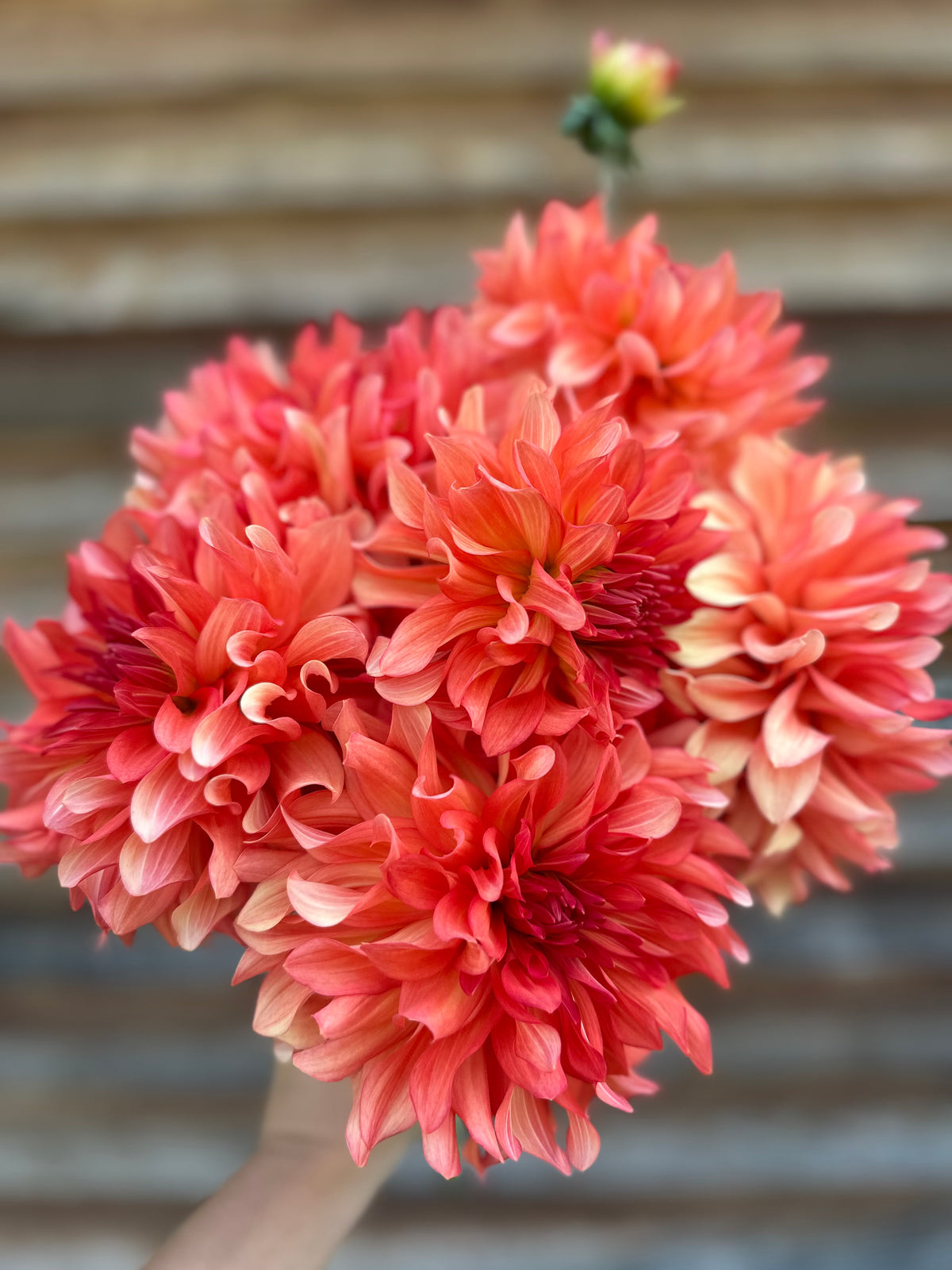 Dahlia Baron Katie