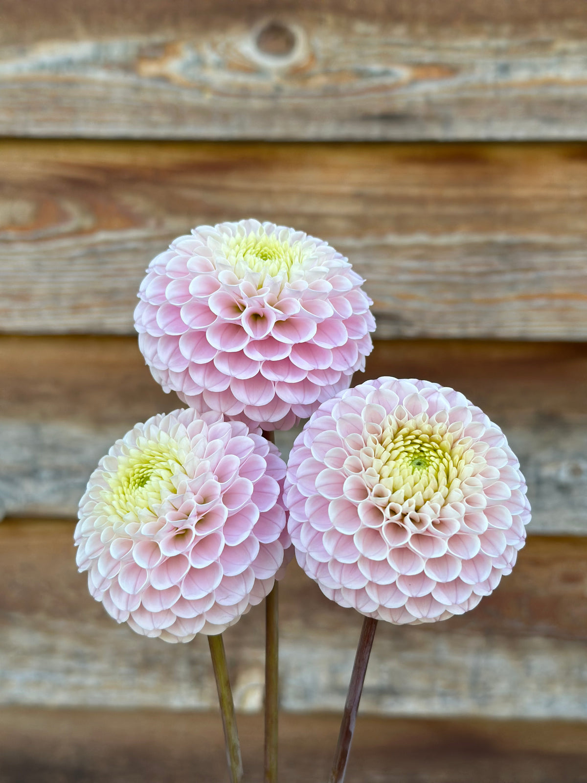 Dahlia Hollyhill Pollyanna *CUTTING ONLY*