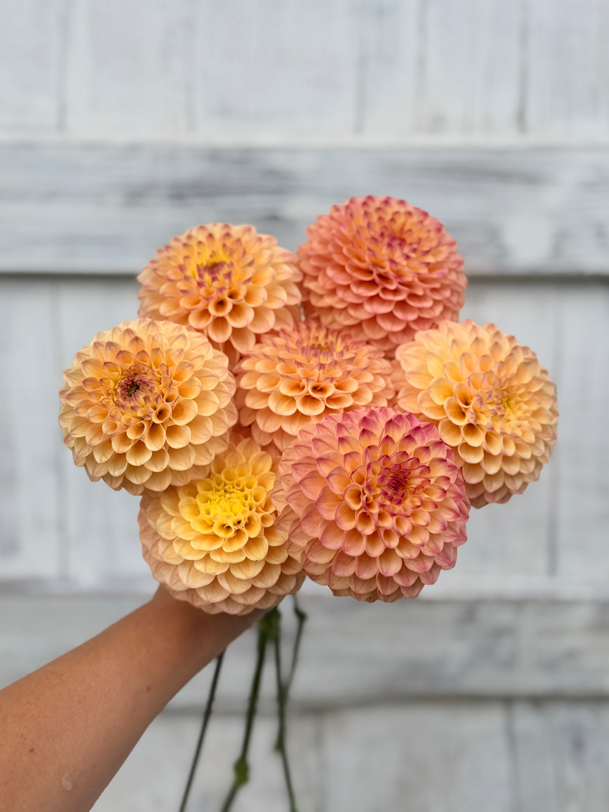 Dahlia Skeena Daybreak