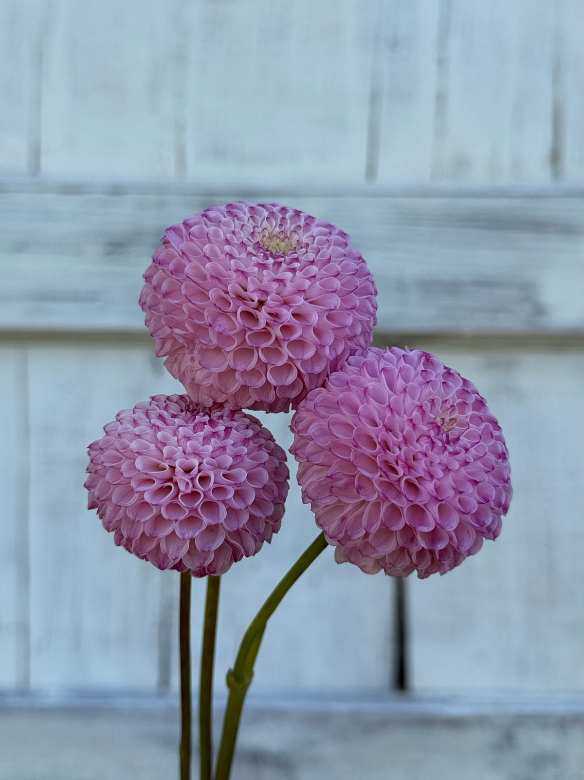 Dahlia Hapet Micro