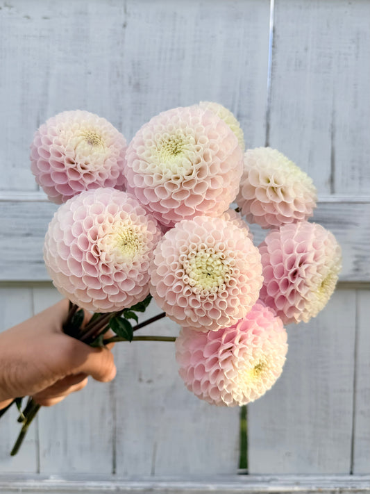 Dahlia Irish Candy