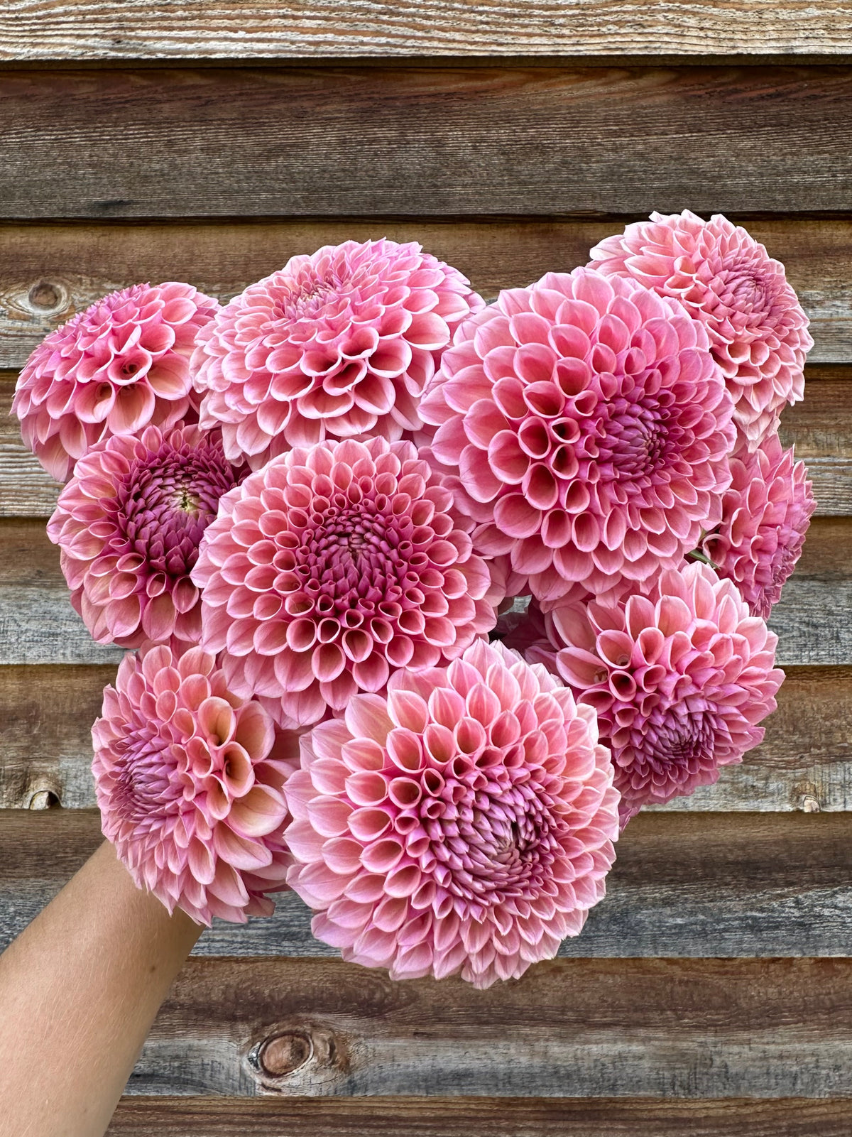 Dahlia Bracken Rose (US)