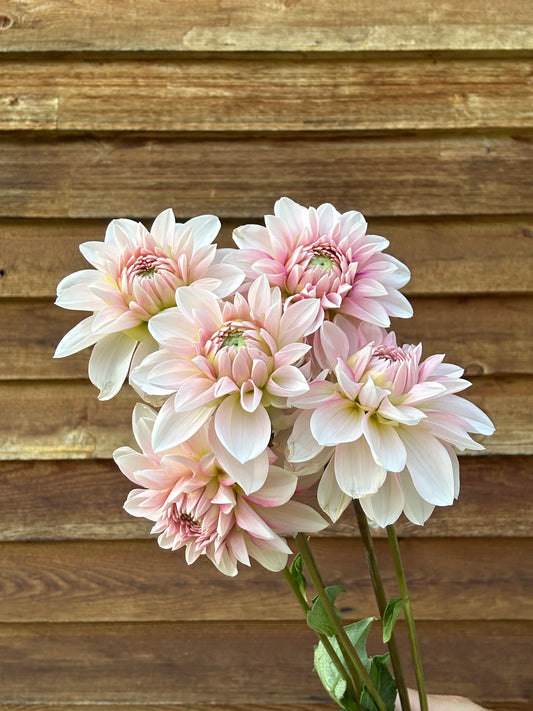 Dahlia Budapest Blush