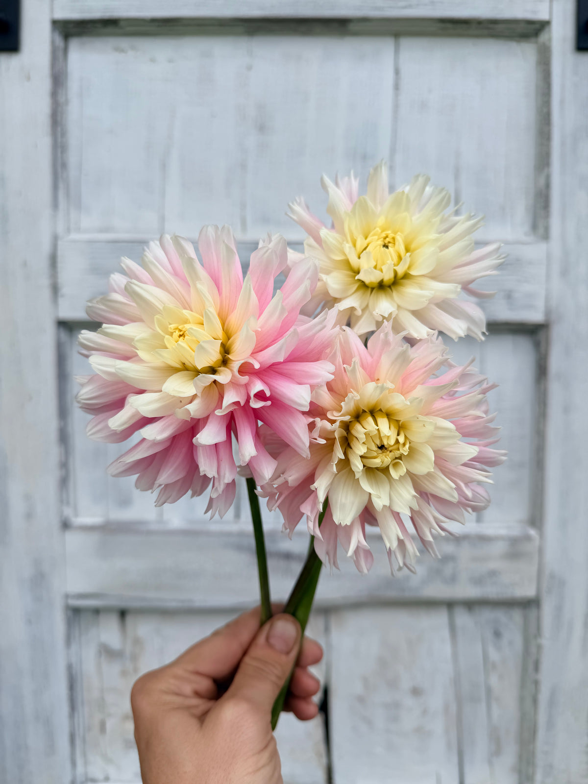 Dahlia Chilson's Pride