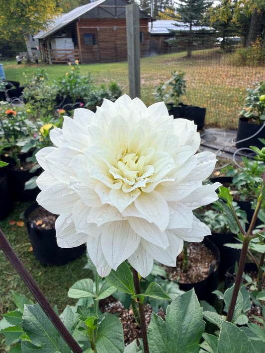Dahlia Skeena Yve