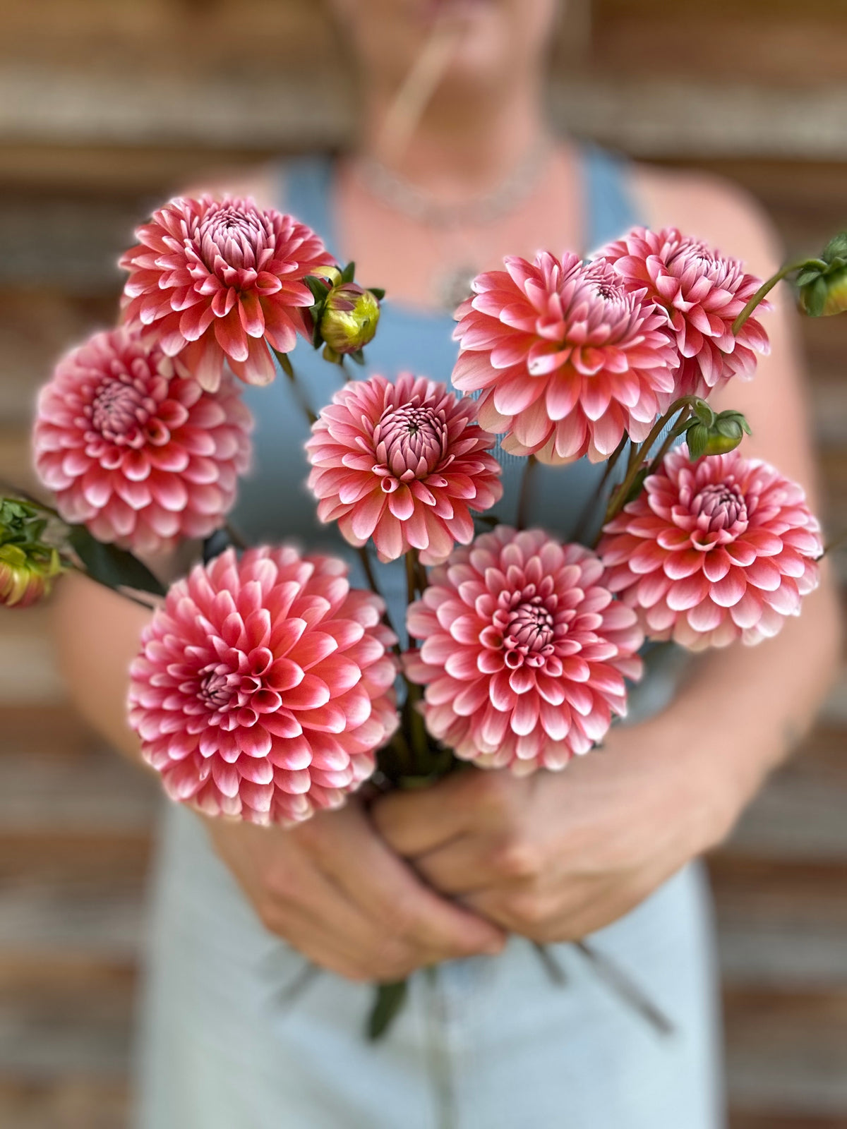 Dahlia Letterkenny PI