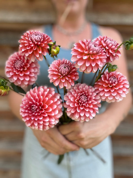 Dahlia Letterkenny PI