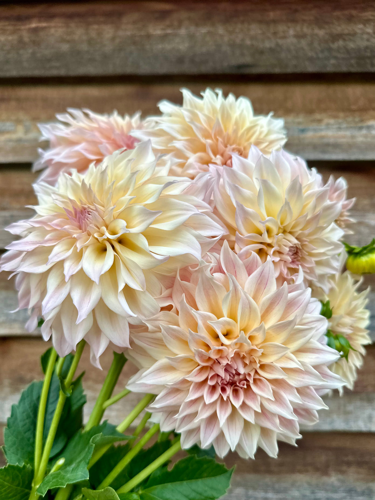 Dahlia SC Mocha Maya