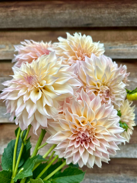 Dahlia SC Mocha Maya